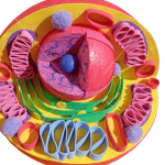 مجسم الخلية الحيوانية التفاعلي