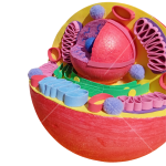 مجسم الخلية الحيوانية التفاعلي