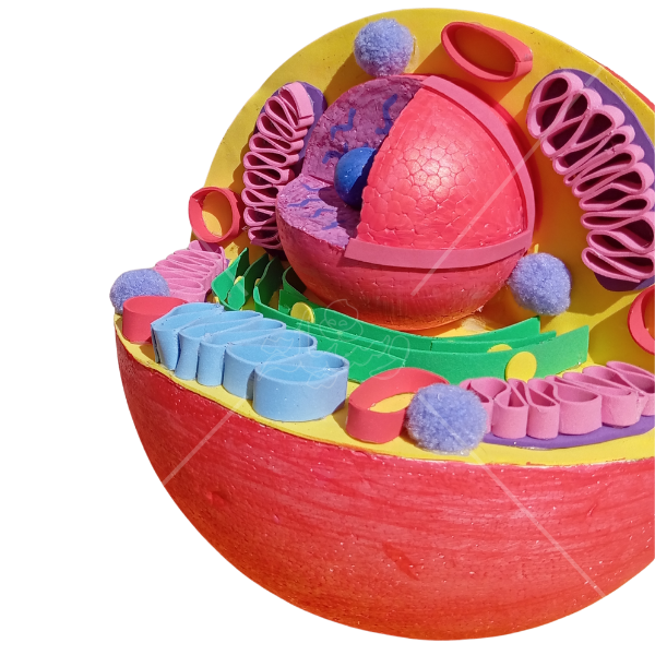 مجسم الخلية الحيوانية التفاعلي