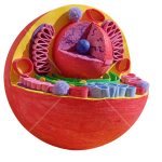 مجسم الخلية الحيوانية التفاعلي
