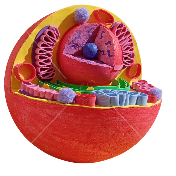 مجسم الخلية الحيوانية التفاعلي