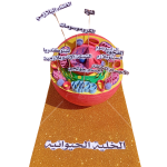 مجسم الخلية الحيوانية التفاعلي