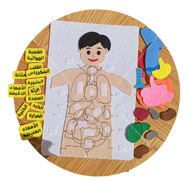 وسيلة أعضاء جسم الإنسان