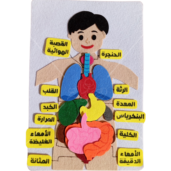 وسيلة أعضاء جسم الإنسان